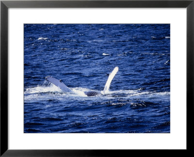 Humpback Whale, Upside Down, Sea Of Cortez by Gerard Soury Pricing Limited Edition Print image