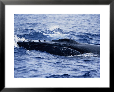 Humpback Whale, Head, Polynesia by Gerard Soury Pricing Limited Edition Print image