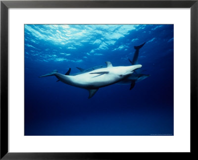 Atlantic Spotted Dolphins by Gerard Soury Pricing Limited Edition Print image