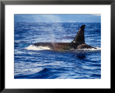Killer Whale, Male At Surface, Azores, Portugal by Gerard Soury Pricing Limited Edition Print image