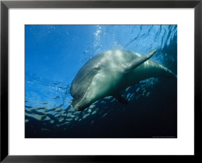 Bottlenose Dolphin, Pointe Du Raz, France by Gerard Soury Pricing Limited Edition Print image