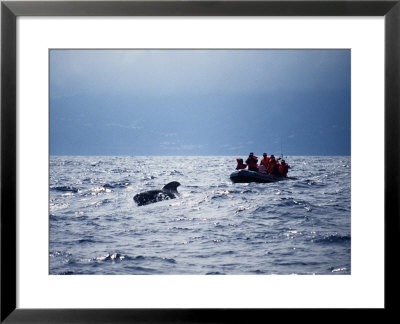 Short-Finned Pilot Whales by Gerard Soury Pricing Limited Edition Print image