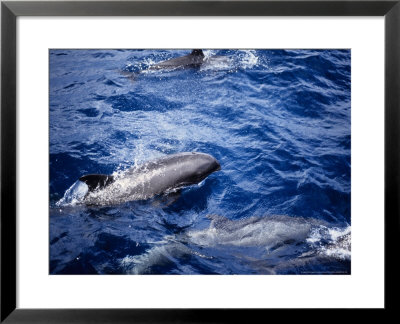 Melon-Headed Whale At Surface, Polynesia by Gerard Soury Pricing Limited Edition Print image