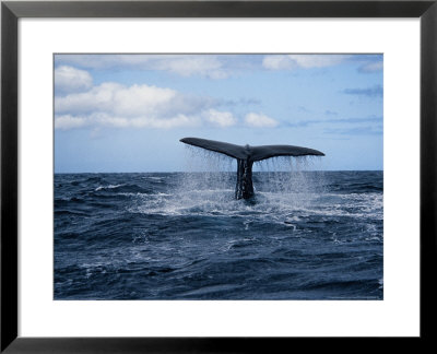 Sperm Whale, About To Dive, Portugal by Gerard Soury Pricing Limited Edition Print image