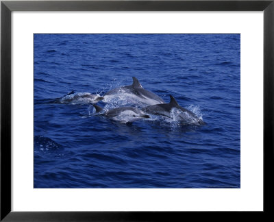 Striped Dolphin, Porpoising, Mediterranean by Gerard Soury Pricing Limited Edition Print image