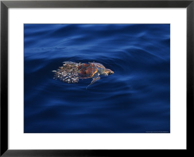Loggerhead Turtle, Parasitized, Azores, Portugal by Gerard Soury Pricing Limited Edition Print image