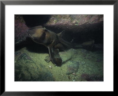 Port Jackson Sharks, In Cave, Australia by Gerard Soury Pricing Limited Edition Print image