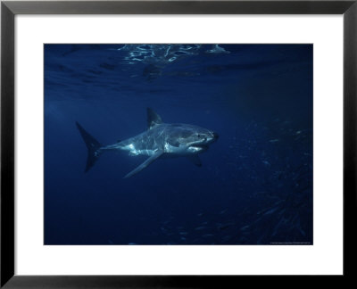 Great White Shark, Tagged, South Australia by Gerard Soury Pricing Limited Edition Print image