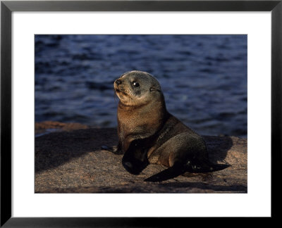 New Zealand Fur Seal, Young, South Australia by Gerard Soury Pricing Limited Edition Print image