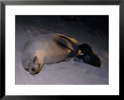 Californian Sea Lion, Feeding Calf by Gerard Soury Pricing Limited Edition Print image