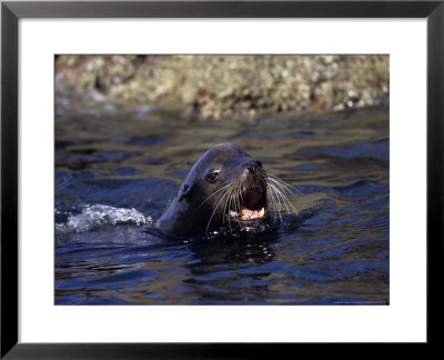 Californian Sea Lion, Threatening, Baja California by Gerard Soury Pricing Limited Edition Print image