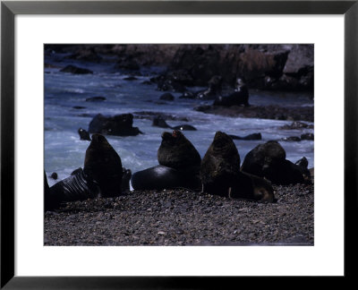Southern Sea Lion, Males On Beach, Argentina by Gerard Soury Pricing Limited Edition Print image