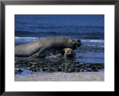Southern Elephant Seal, Male, Calf, Patagonia by Gerard Soury Pricing Limited Edition Print image