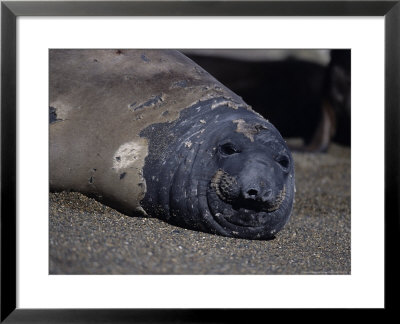 Southern Elephant Seal, Resting, Argentina by Gerard Soury Pricing Limited Edition Print image
