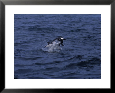 Great White Shark, Attacking Sea Lion, S.Africa by Gerard Soury Pricing Limited Edition Print image