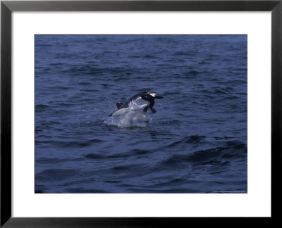 South African Fur Seal, Attacked By Shark by Gerard Soury Pricing Limited Edition Print image
