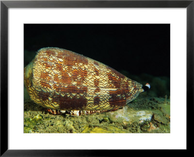 Cone Shell, Underwater, Chinas Southern Sea, Pacific Ocean by Gerard Soury Pricing Limited Edition Print image