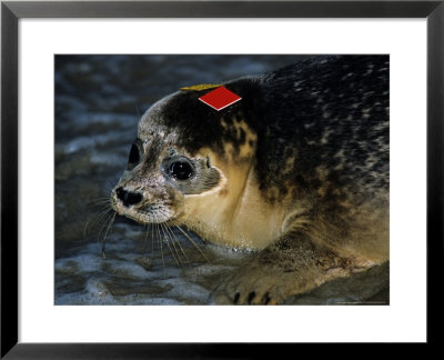Harbour Seal, Release Of A Seal With Coloured Tags In Baie De Somme, France by Gerard Soury Pricing Limited Edition Print image