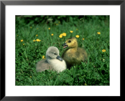 Mute Swan, Branta Canadensis, England by Les Stocker Pricing Limited Edition Print image