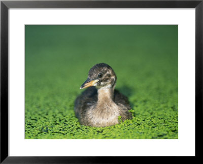 Little Grebe by Les Stocker Pricing Limited Edition Print image