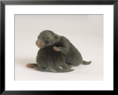 Fox Cubs, 1-2 Days Old, Crawling Over Each Other by Les Stocker Pricing Limited Edition Print image
