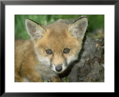 Red Fox, Juvenile by Les Stocker Pricing Limited Edition Print image