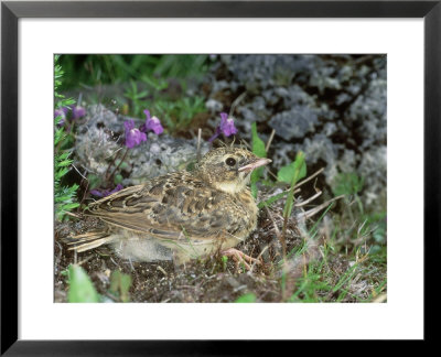 Skylark, Young by Les Stocker Pricing Limited Edition Print image