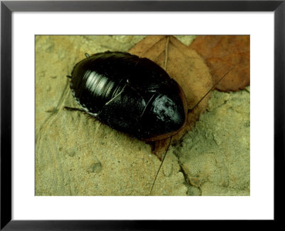 Cuban Burrowing Roach, Female by Sinclair Stammers Pricing Limited Edition Print image