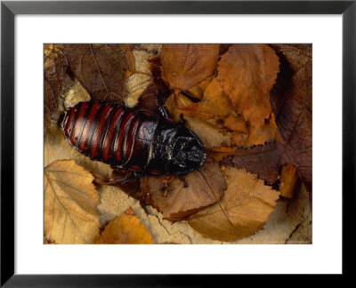 Giant Hissing Cockroach, Male by Sinclair Stammers Pricing Limited Edition Print image