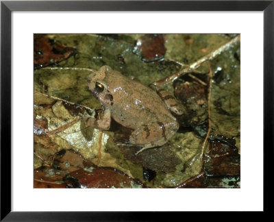 Squeaker, Near Kam, Eastern Cameroon by Mills Tandy Pricing Limited Edition Print image