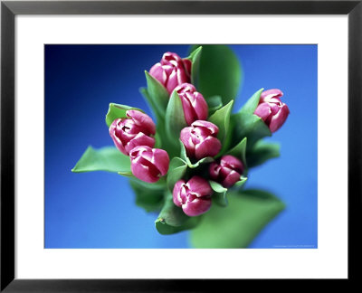 Tulips by David Tipling Pricing Limited Edition Print image