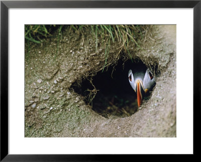Puffin, Peering From Nest Burrow, Scotland by David Tipling Pricing Limited Edition Print image