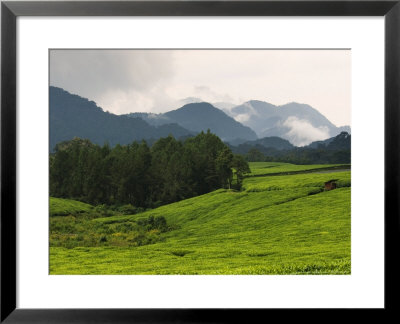 Tea Plantations Fringe The Nyungwe Forest, Rwanda by Ariadne Van Zandbergen Pricing Limited Edition Print image