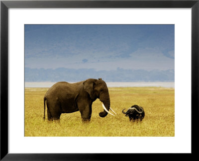 African Elephant (Loxodonta Africana) And Buffalo (Syncerus Caffer) In Grassland, Tanzania by Ariadne Van Zandbergen Pricing Limited Edition Print image