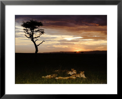 Lions At Sunset, Tanzania by Ariadne Van Zandbergen Pricing Limited Edition Print image