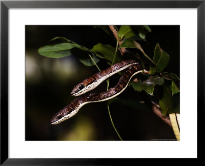 Eastern Striped-Bellied Sand Snakes, Zanzibar by Ariadne Van Zandbergen Pricing Limited Edition Print image
