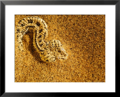 Peringueys Adder Buried Beneath The Sand With Its Eyes Exposed To Ambush Small Lizards, Namibia by Ariadne Van Zandbergen Pricing Limited Edition Print image