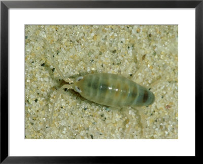 Beach Flea, Cape Cod, Usa by Gustav Verderber Pricing Limited Edition Print image