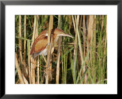 Least Bittern, Ile Bizard, Canada by Robert Servranckx Pricing Limited Edition Print image