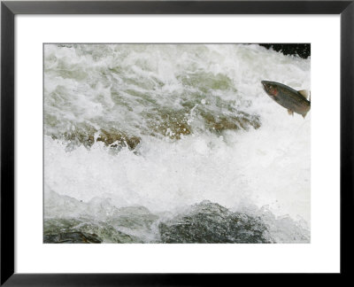 Rainbow Trout, Jumping Falls When Swimming Upriver To Return To Spawning Area, Willoughby River, Us by Robert Servranckx Pricing Limited Edition Print image