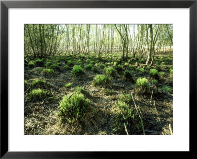 Tufts Of Grass Sprouting Two Weeks After Fire, Sussex, Uk by Ian West Pricing Limited Edition Print image