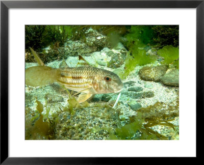 Red Mullet, Single, Uk by Mark Webster Pricing Limited Edition Print image