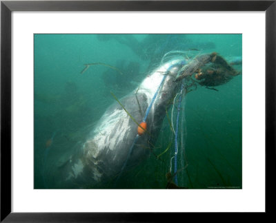 Basking Shark, Caught In Gill Net, Uk by Mark Webster Pricing Limited Edition Print image