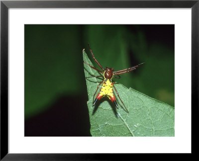 Arrowshaped Micrathena, Adult Female by G. W. Willis Pricing Limited Edition Print image