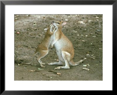 Agile Wallaby, Mother With Young, Australia by Eric Woods Pricing Limited Edition Print image