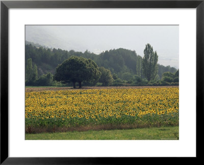 Field Of Sunflowers Near Ferrassieres, Drome, Rhone Alpes, France by Michael Busselle Pricing Limited Edition Print image