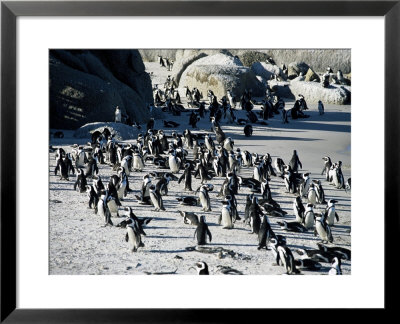 Penguins At Boulder Beach In Simon's Town, Near Cape Town, South Africa, Africa by Yadid Levy Pricing Limited Edition Print image