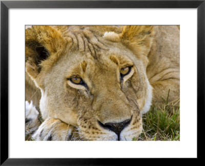 Male Lion In The Late Afternoon, Maasai Mara, Kenya by Joe Restuccia Iii Pricing Limited Edition Print image
