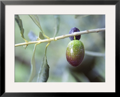 Olive Tree Branch And Chateau Mont-Redon, Chateauneuf-Du-Pape, Vaucluse, Provence, France by Per Karlsson Pricing Limited Edition Print image