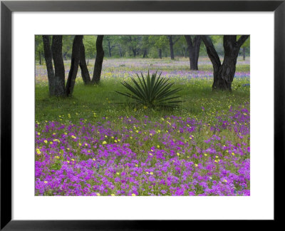 Agave In Field Of Texas Blue Bonnets, Phlox And Oak Trees, Devine, Texas, Usa by Darrell Gulin Pricing Limited Edition Print image